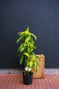 Dracaena 'Limelight'