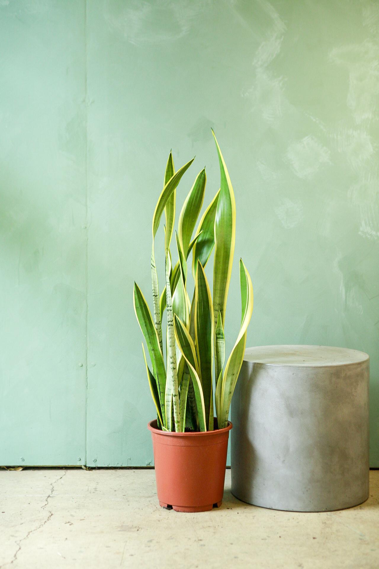 Snake Plant 'Silver Laurentii'