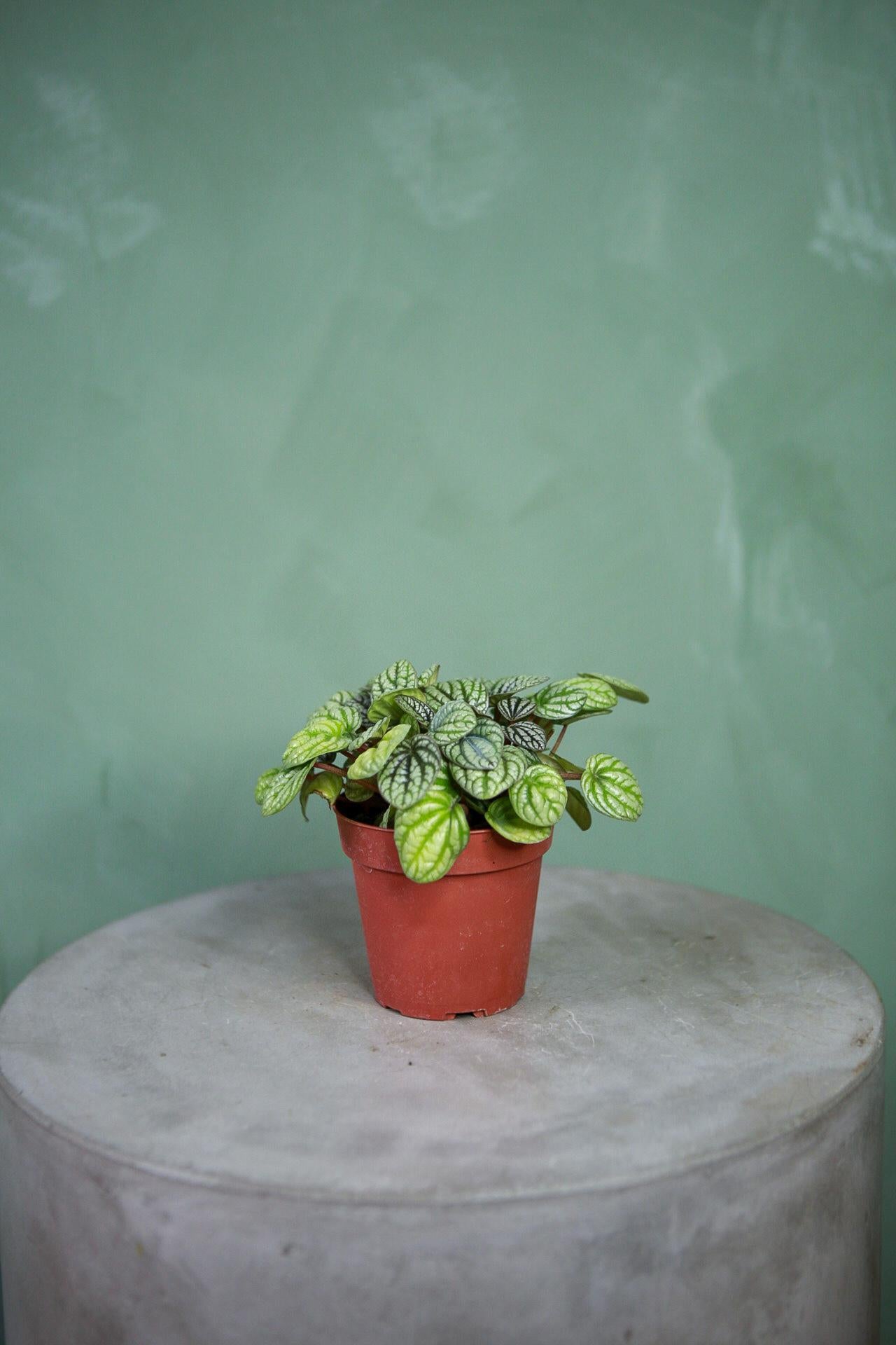 Peperomia 'Burbella'