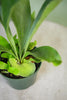 Staghorn Fern