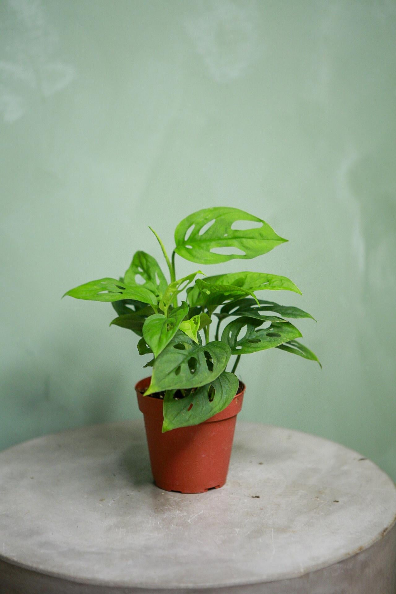 Swiss Cheese Plant