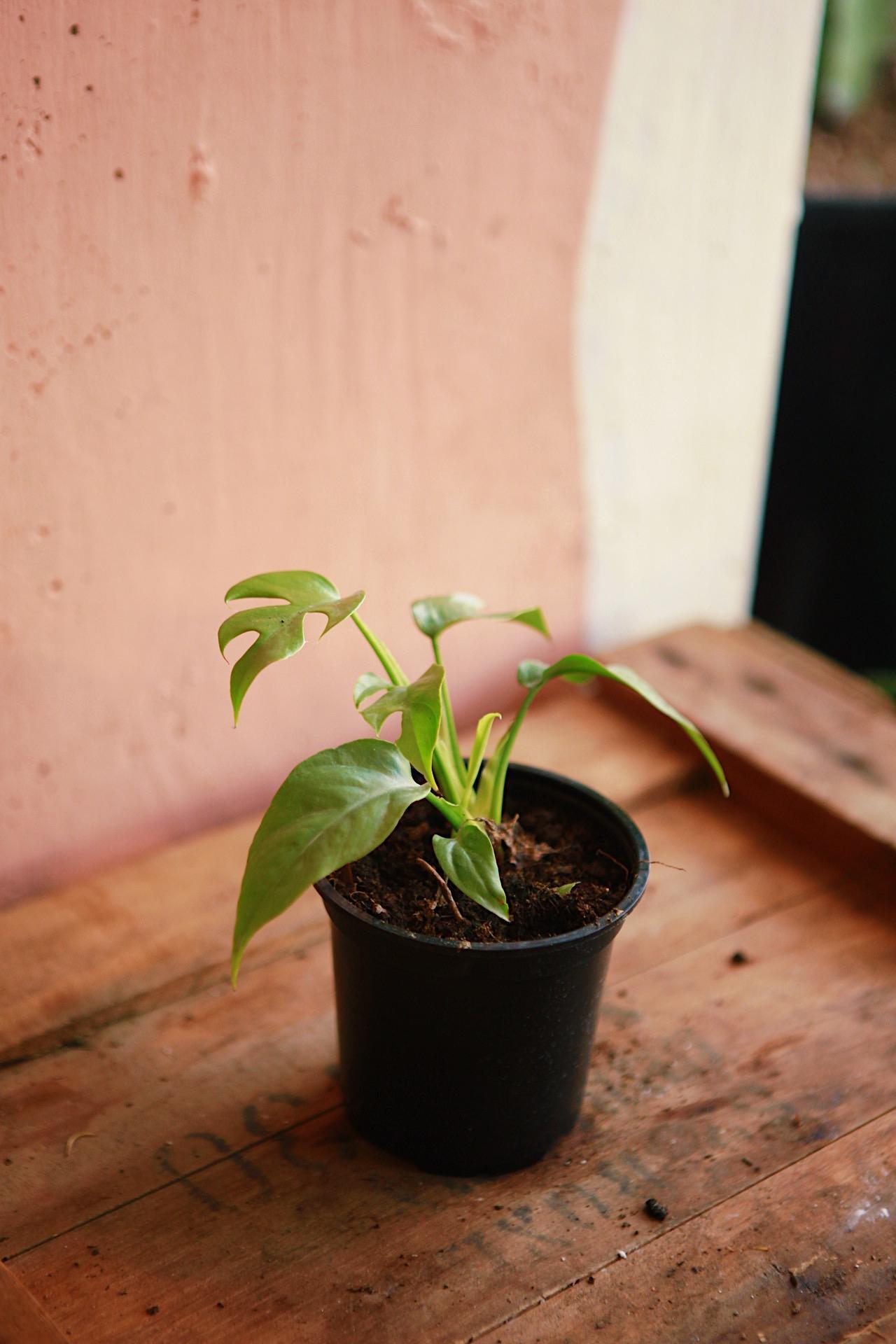 Mini-Monstera