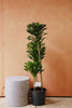 Dracaena 'Janet Craig Compacta'