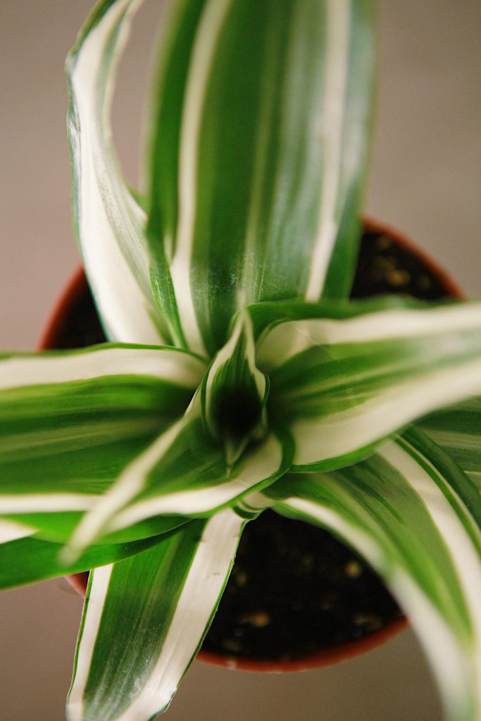 Dracaena 'Jade Jewel'