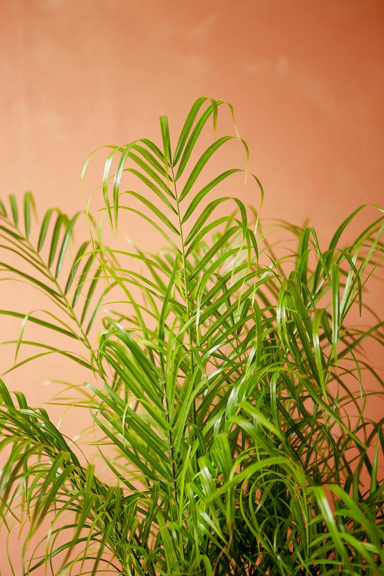 Dwarf Date Palm