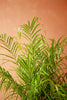 Dwarf Date Palm
