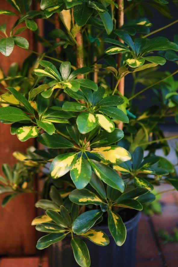 Umbrella Tree 'Gold Capella'