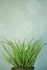 Agave geminiflora