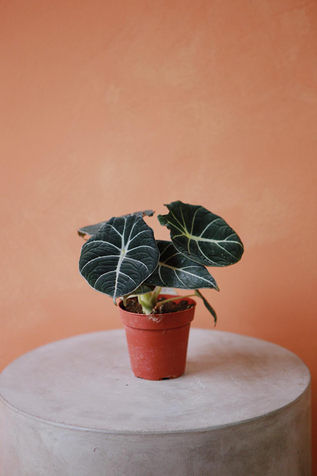 How to Grow and Care for Alocasia Black Velvet