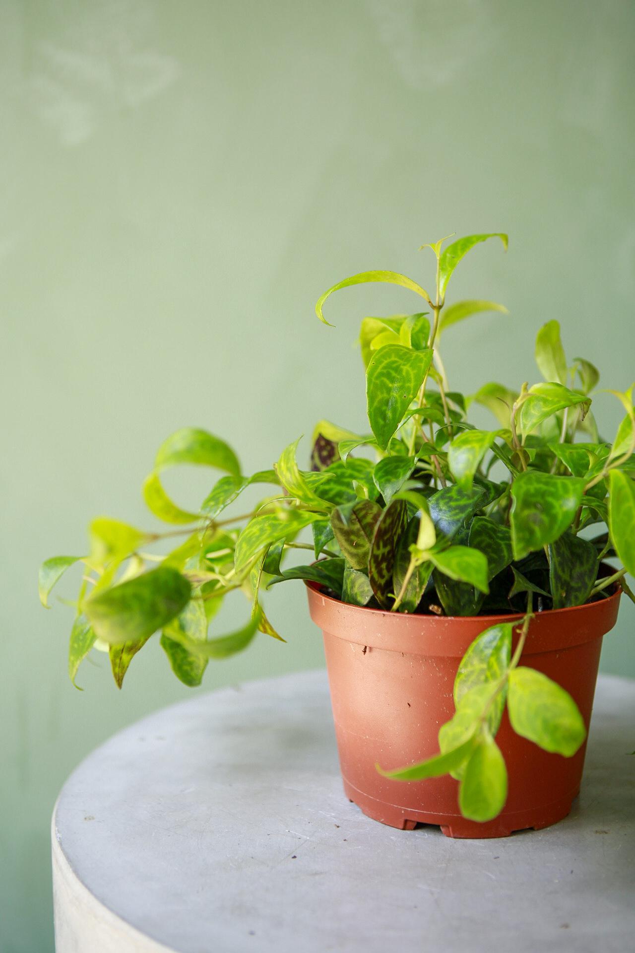 Black Pagoda Lipstick Plant