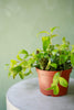 Black Pagoda Lipstick Plant