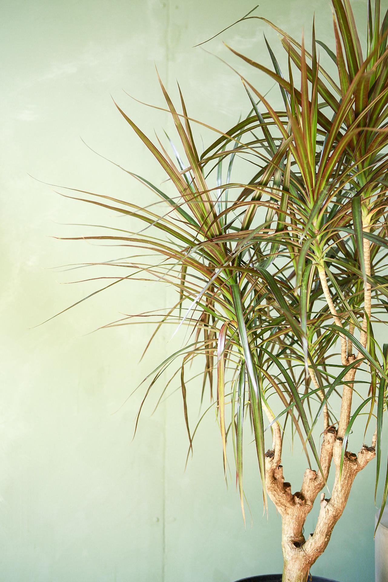 Dracaena 'Magenta'
