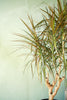 Dracaena 'Magenta'