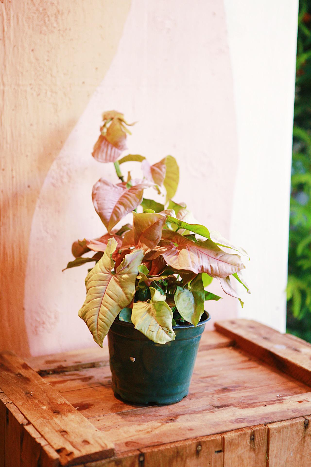 Syngonium 'Neon Pink'