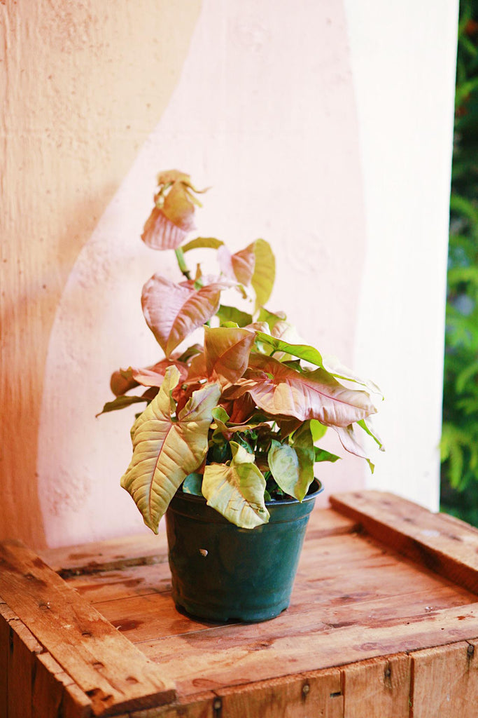 Syngonium 'Neon Pink'