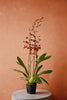 Oncidium Orchid