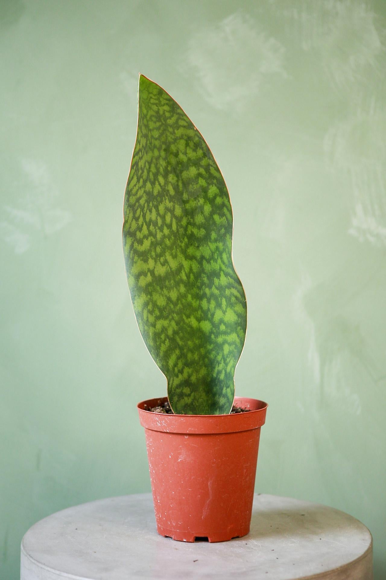 Whale Fin Snake Plant