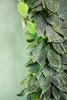 Scindapsus 'Silvery Ann'
