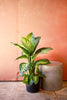 Dieffenbachia 'Tropic Snow'