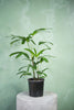 Lady Palm
