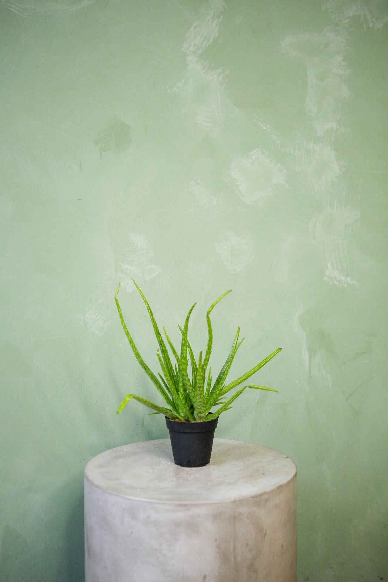 Aloe vera