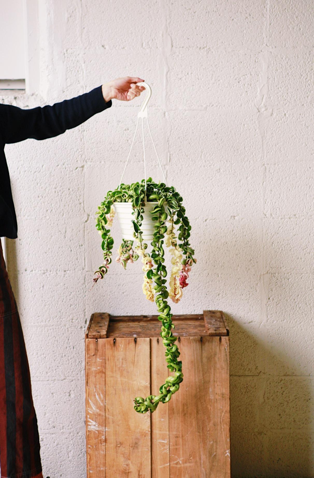 Variegated Hoya Rope
