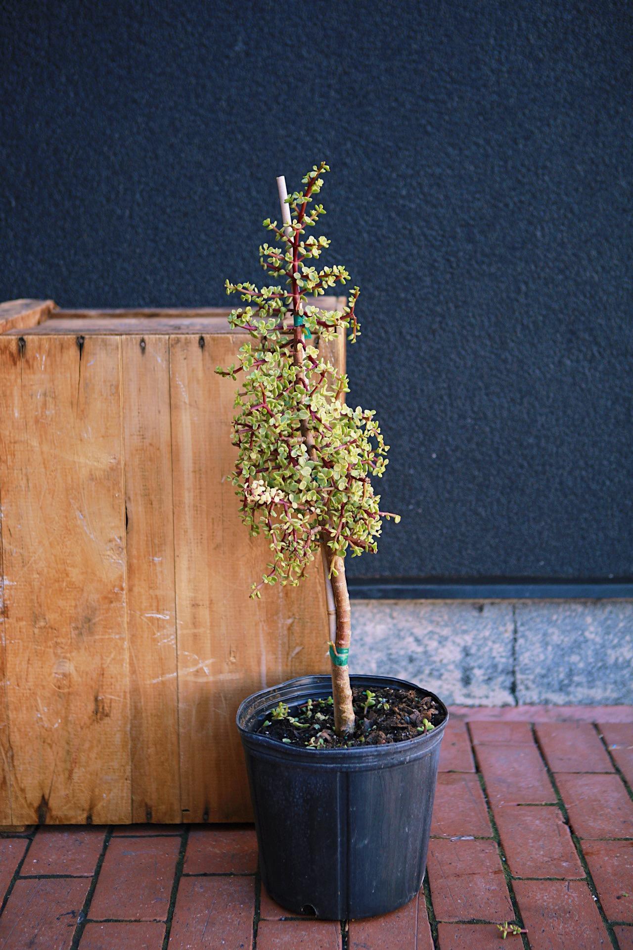 Portulacaria Tree