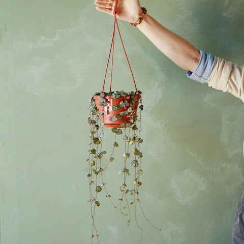 String of Hearts