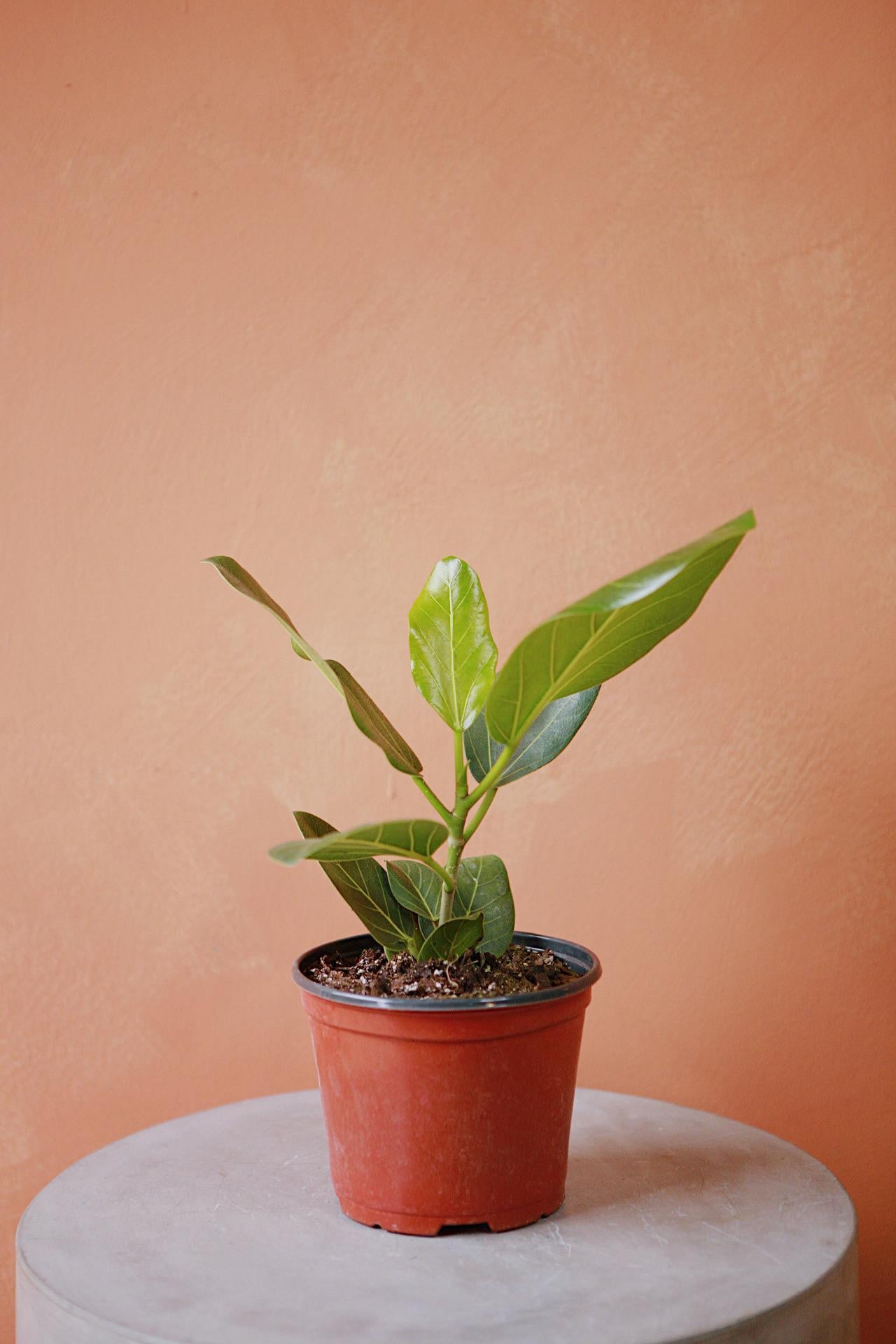 Ficus 'Audrey'