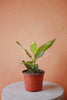 Ficus 'Audrey'
