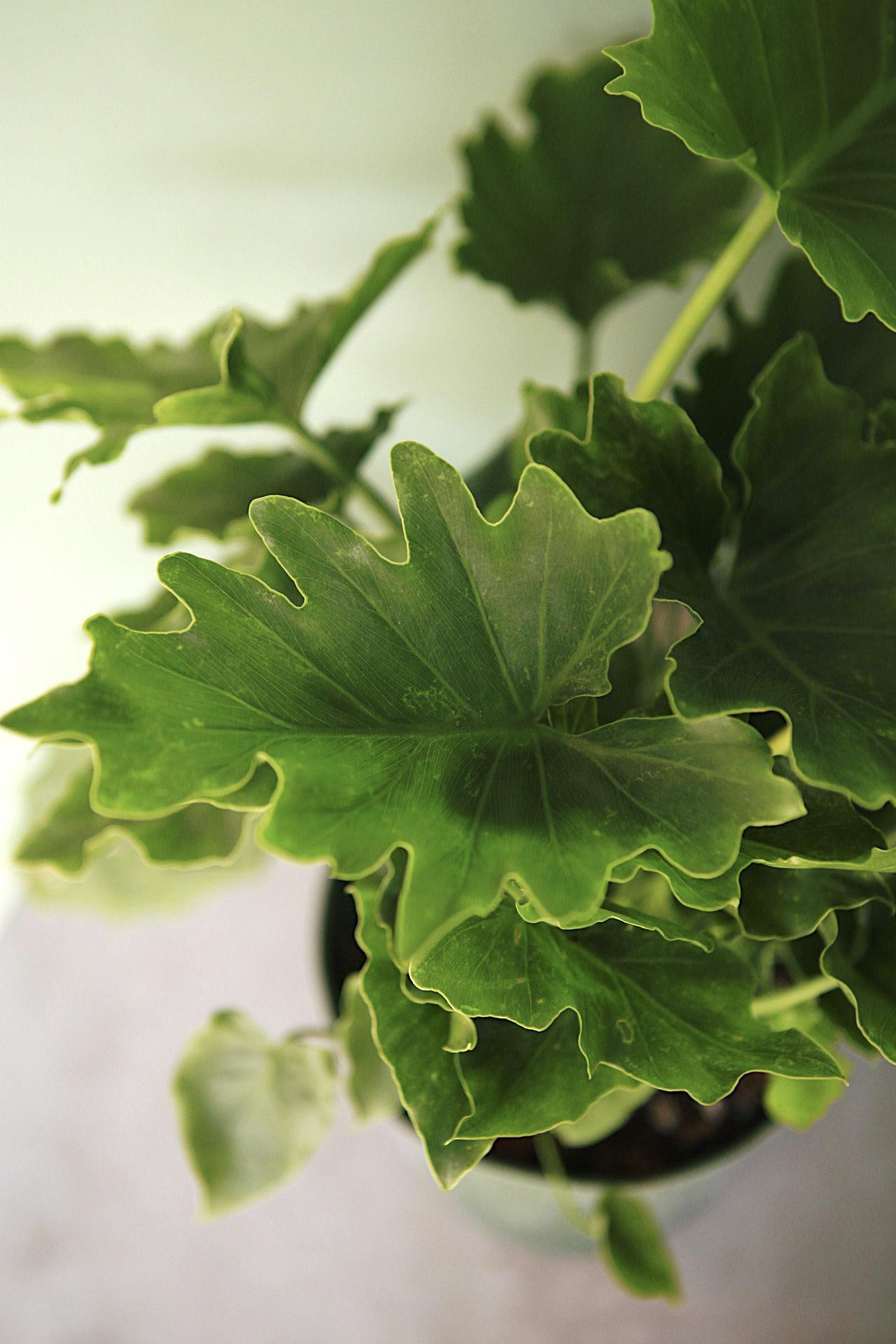 Philodendron "Shangri-La"