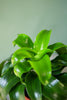 Dracaena 'Twister'