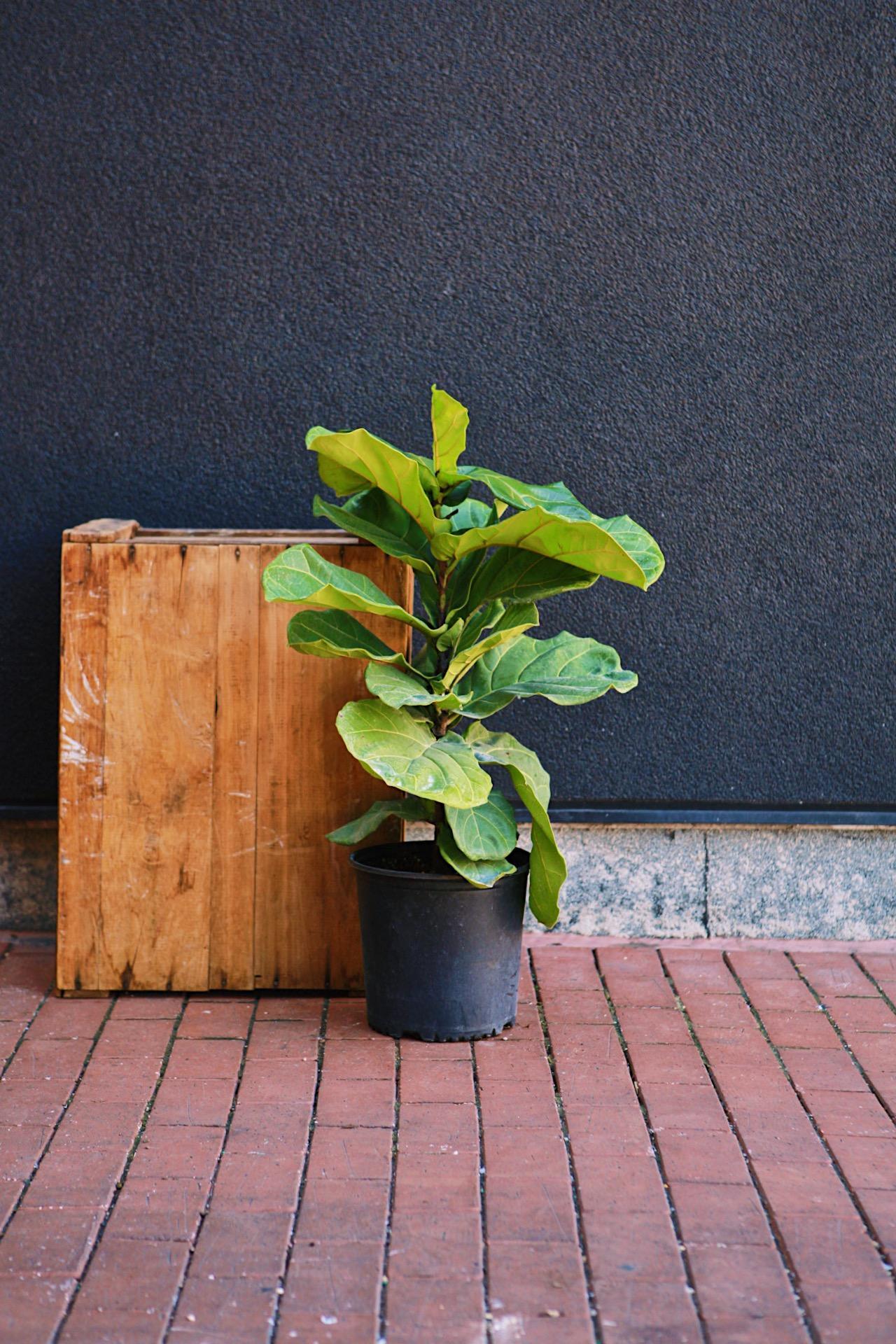 Fiddle Leaf Fig