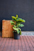 Fiddle Leaf Fig
