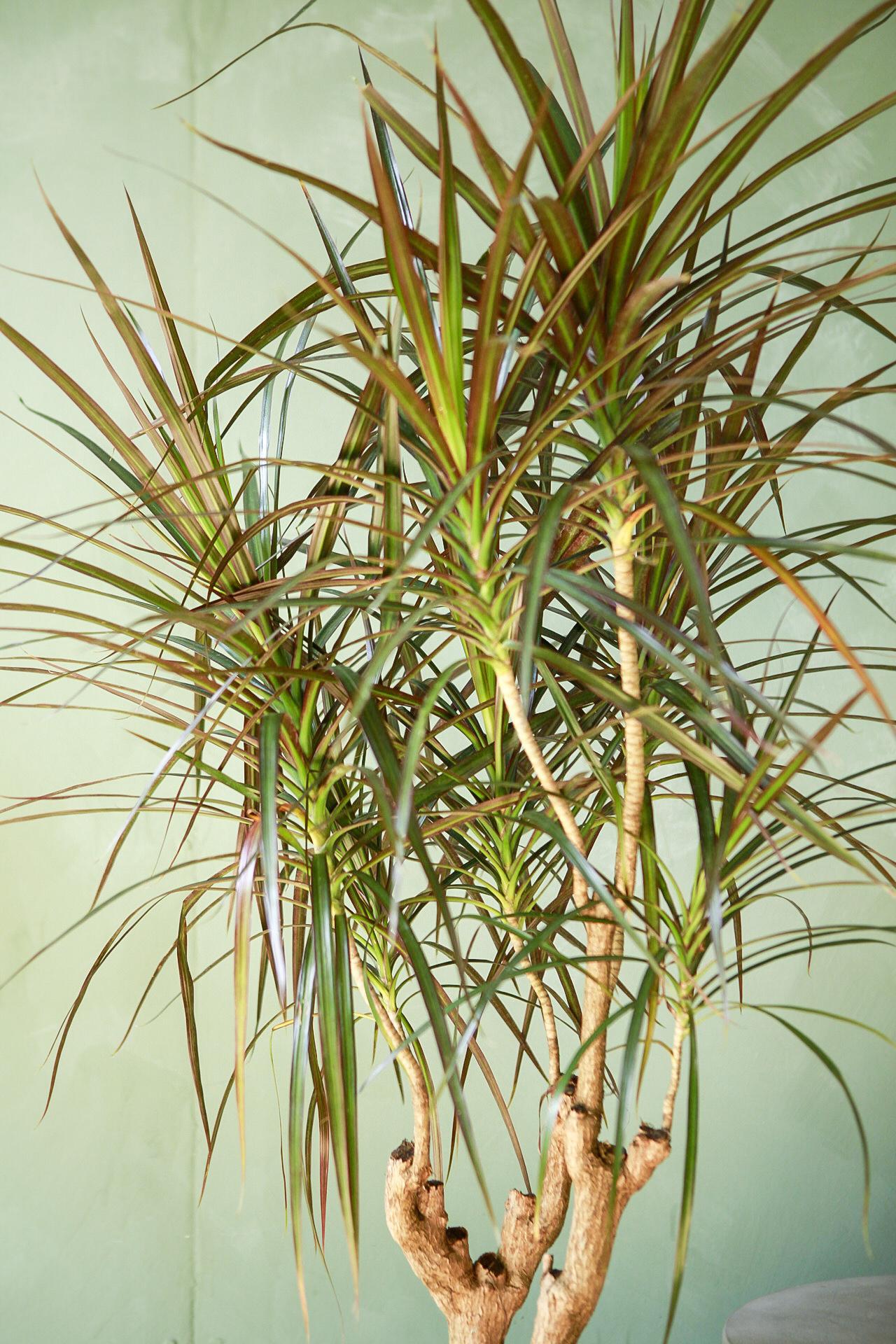 Dracaena 'Magenta'
