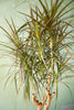 Dracaena 'Magenta'