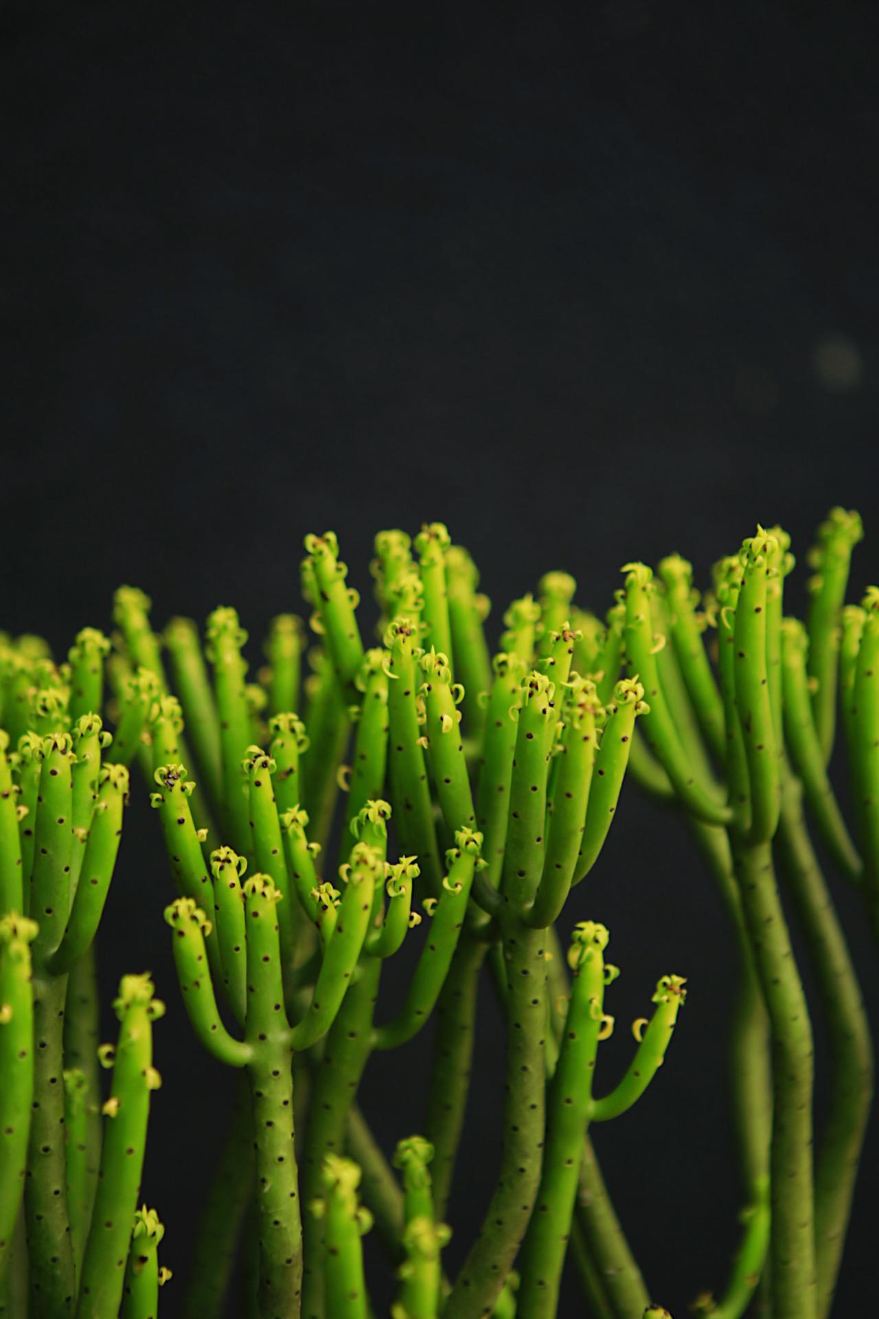 Cat Tail Euphorbia