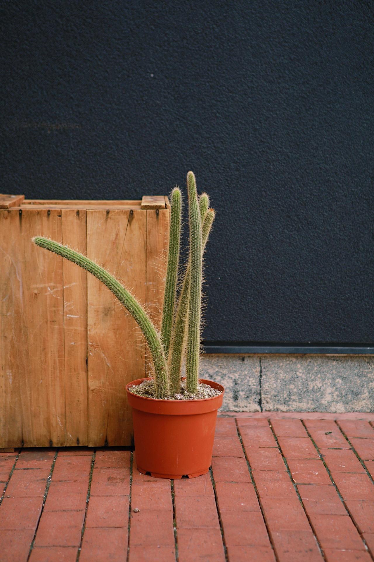 Pilocereus Cactus