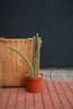 Pilocereus Cactus