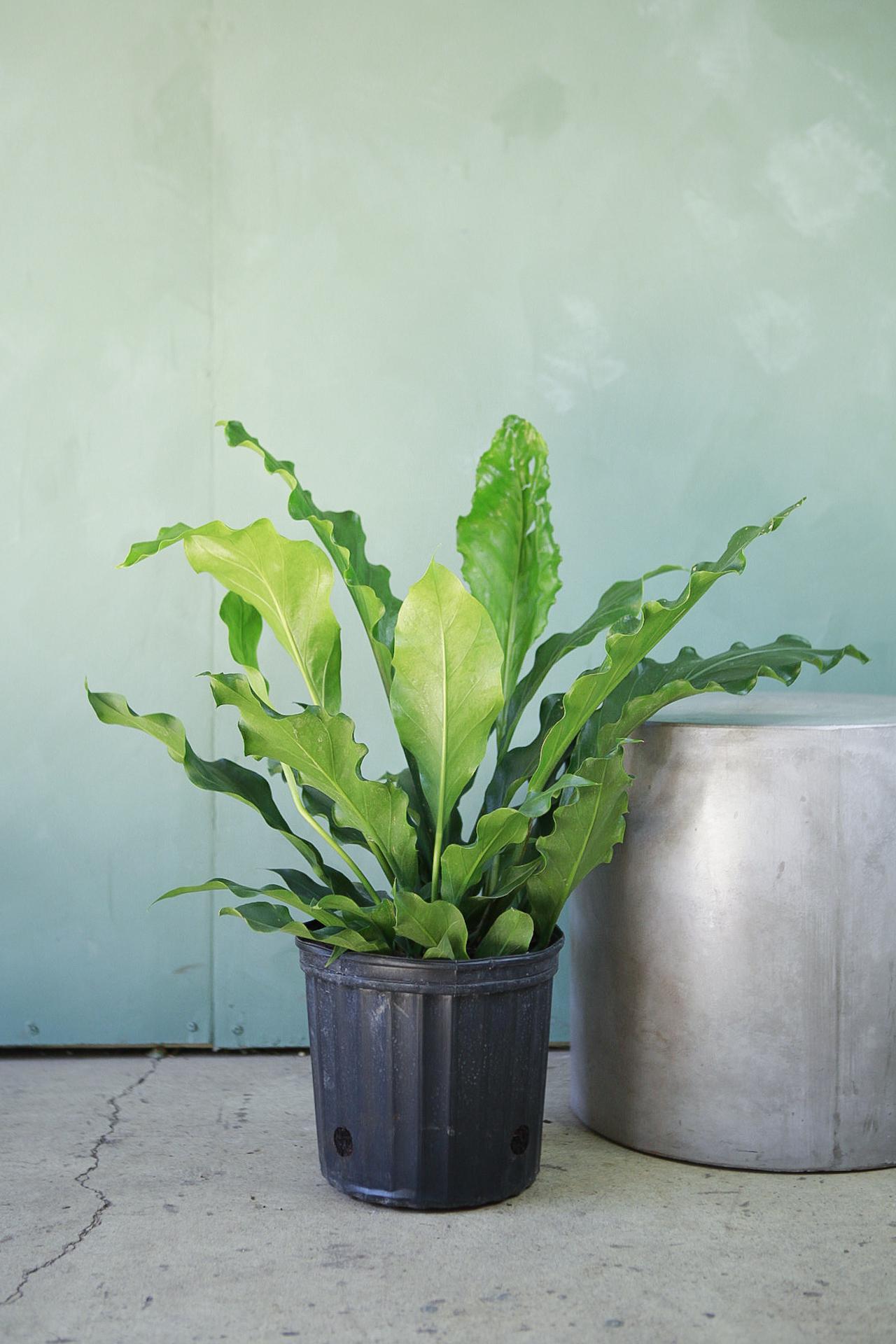 Anthurium 'Ruffles'