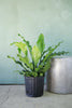Anthurium 'Ruffles'