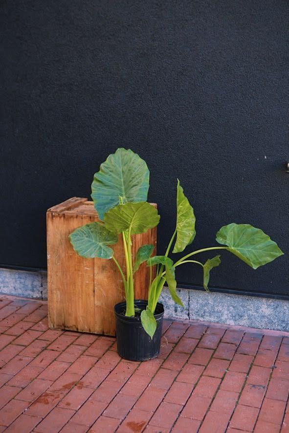 Alocasia odora