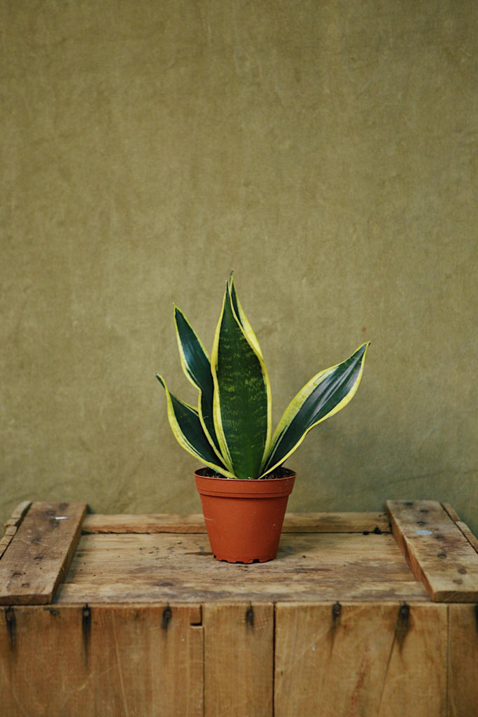 Snake Plant 'Black Gold'