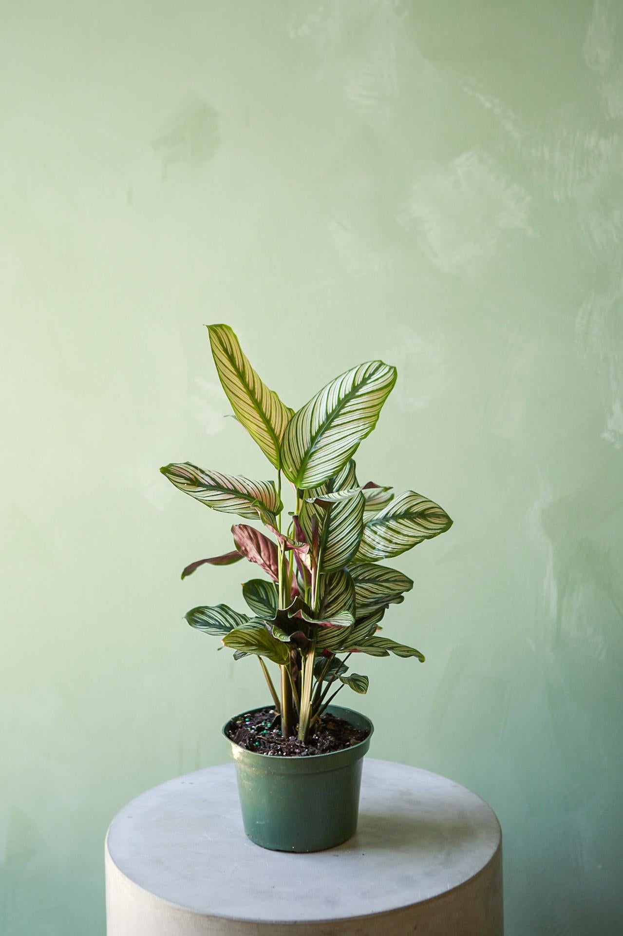 Calathea 'White Star'