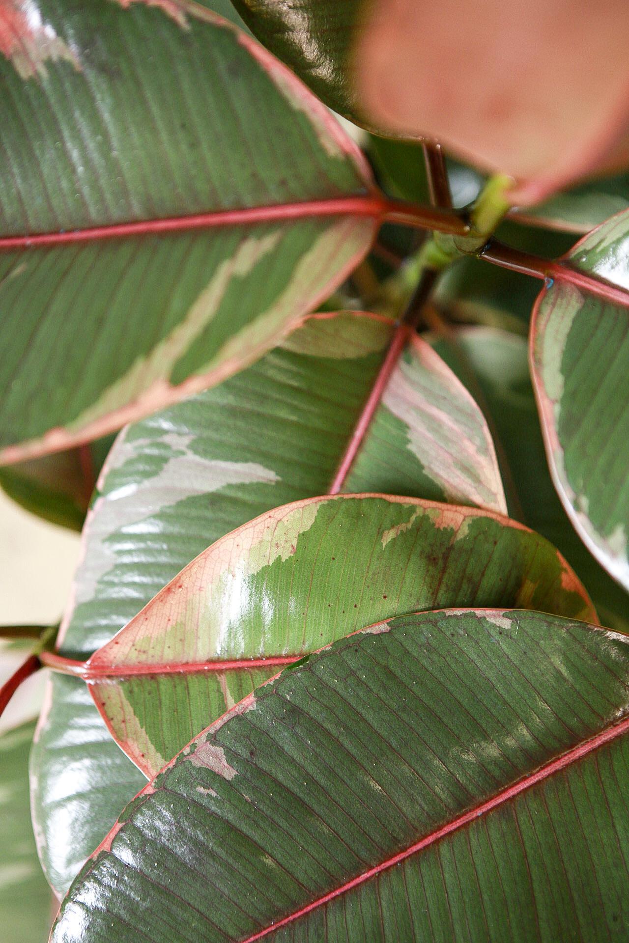 Ruby Red Rubber Plant