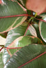 Ruby Red Rubber Plant