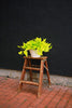 Neon Pothos