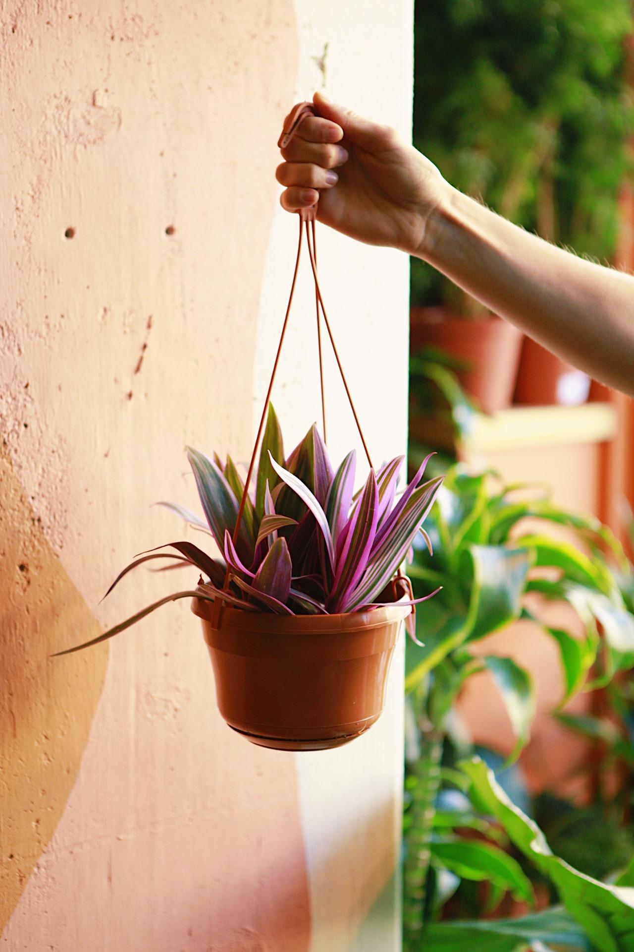 Oyster Plant