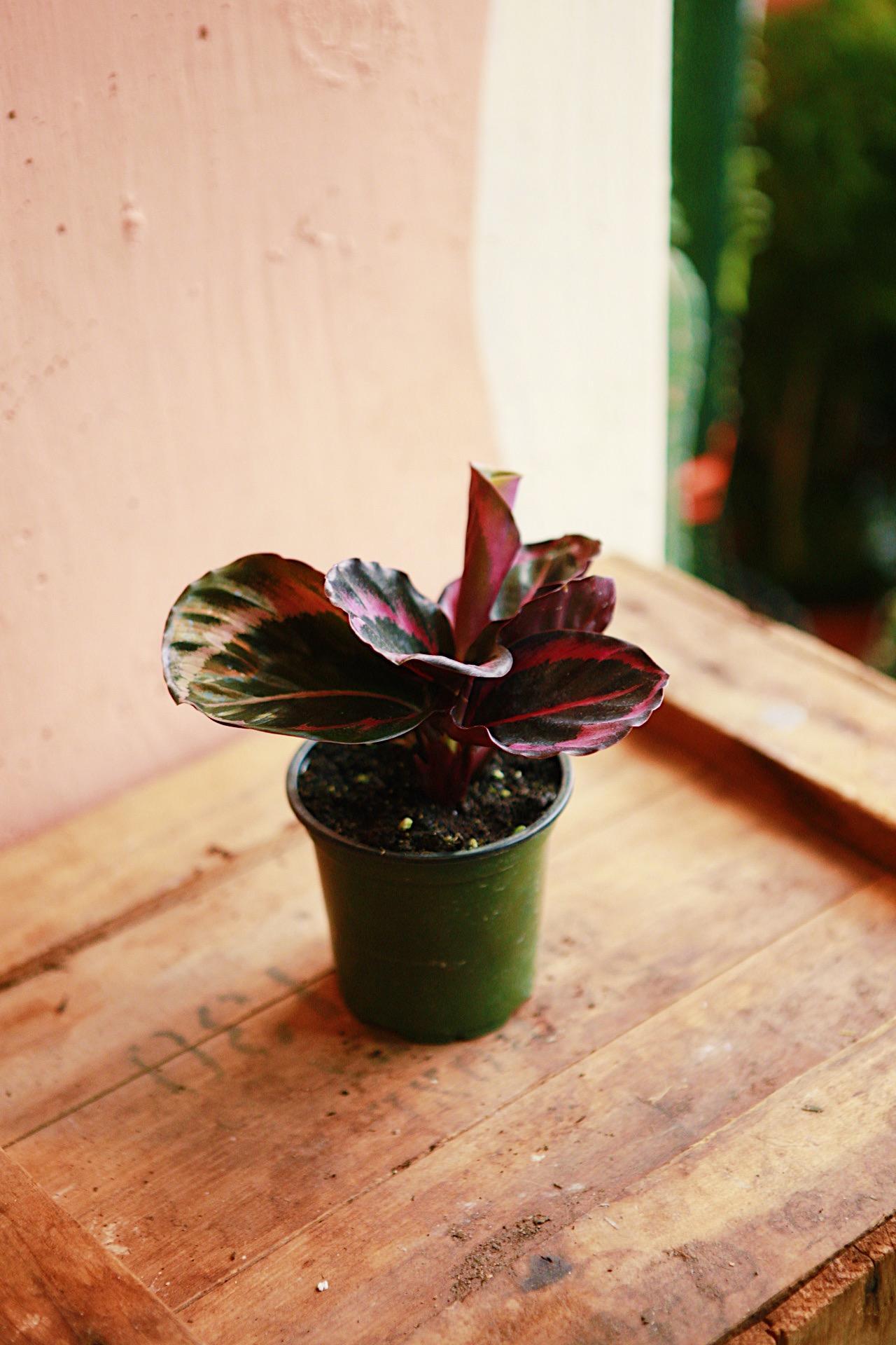 Calathea 'Red Rojo'