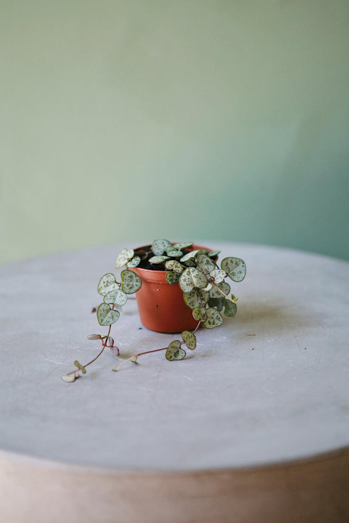 String of Hearts